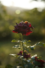 Red Rose in Golden Sunlight with Soft Bokeh