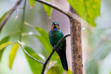 A Green-crowned Brilliant in Costa Rica