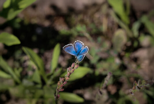 Polyommatus theresiae or Saimbeyli Blue butterfly. Adonis blue butteryfly
