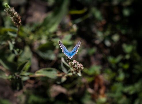 Polyommatus theresiae or Saimbeyli Blue butterfly. Adonis blue butteryfly