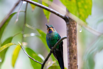 Naklejka premium A Green-crowned Brilliant in Costa Rica