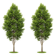 Illustration Two Green Tree Nature Plant Isolated on Transparent Background