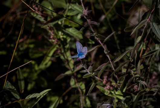 Polyommatus theresiae or Saimbeyli Blue butterfly. Adonis blue butteryfly