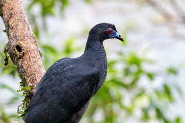 A Black Guan in Costa Rica