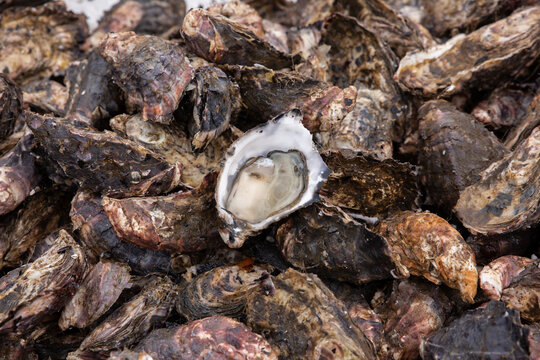 A freshly opened oyster in a tray of oysters