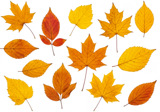 Isolated Assorted Autumnal Leaves Yellow and Orange Transparent Background - Powered by Adobe