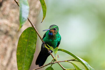 A Green-crowned Brilliant in Costa Rica
