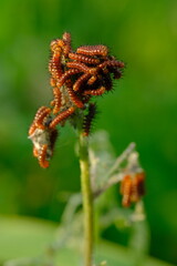 Naklejka premium acraea terpsicore caterpillars clustered on bushes. Blurred image