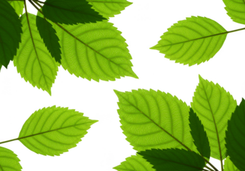 Isolated Background Fresh Green Leaves Plant Branch Transparent Design