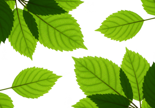 Isolated Background Fresh Green Leaves Plant Branch Transparent Design - Powered by Adobe