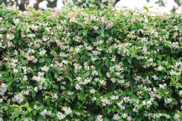 Trachelospermum jasminoides is a species of flowering plant in the family Apocynaceae, native to...