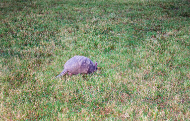 Armadillo tiptoes through grass