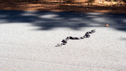 Slithering black snake