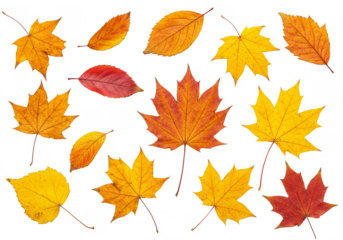 Isolated Autumn Leaves Illustration Featuring Fall Foliage On Transparent