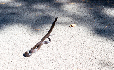 Black snake retreats