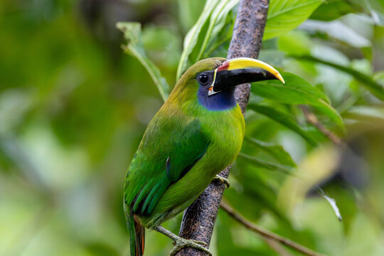 A Northern Emerald-Toucanet in Costa Rica