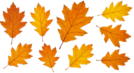 Isolated Autumn Oak Leaves Transparent Background Seasonal Foliage