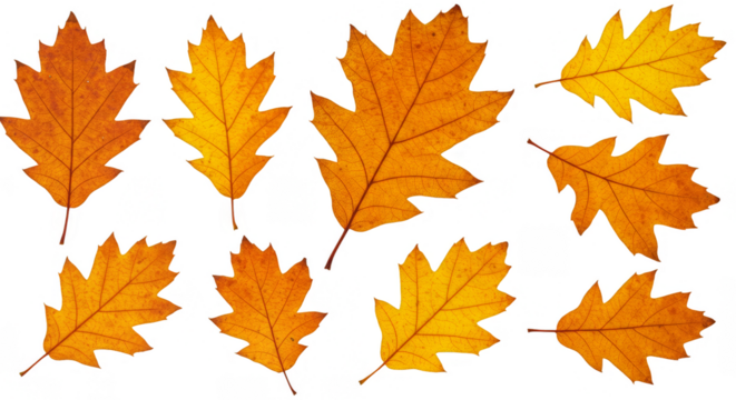Isolated Autumn Oak Leaves Transparent Background Seasonal Foliage