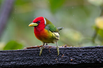 A male Red-headed Barbet in Costa Rica