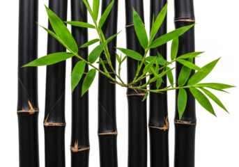 Isolated Bamboo Illustration with Lush Green Leaves on Transparent Background