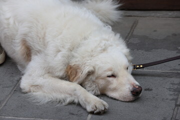 a dog sleeping peacefully on the pavement