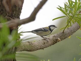 絵のようなシジュウカラ