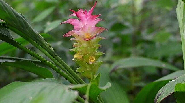 Beautiful wild ginger flower blooming in the tropical forest.