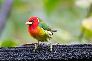 A male Red-headed Barbet in Costa Rica