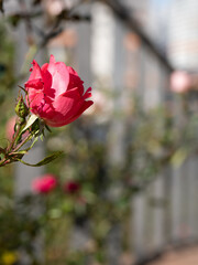 薔薇