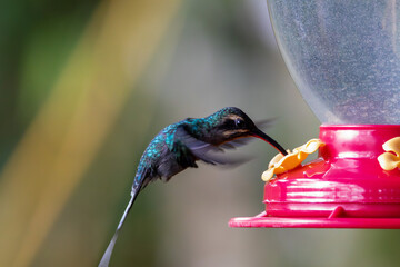 A green Hermit in Costa Rica