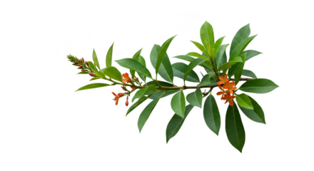 Isolated Branch with Green Leaves and Orange Blooms Transparent Background