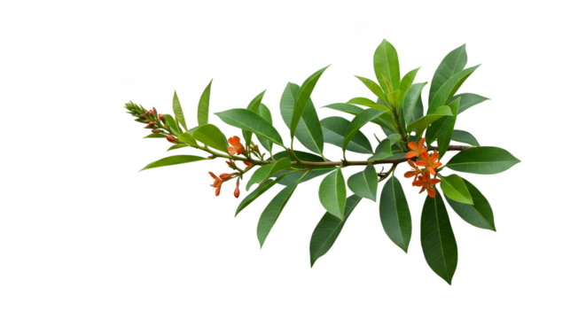 Isolated Branch with Green Leaves and Orange Blooms Transparent Background