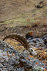 Goat skull resting on rock in desolate mountainous terrain