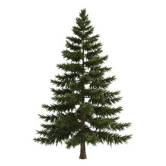 Isolated Evergreen Tree a Christmas and Holiday Celebration Illustration