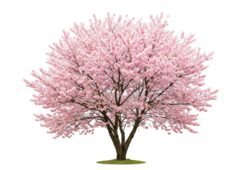 Isolated Full Cherry Blossom Tree with Pink Flowers Transparent