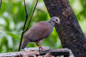 A Buff-fronted Quail-Dove in Costa Rica