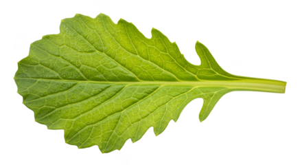 Isolated Green Leaf Macro Detail on Transparent Background PNG Image