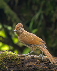 Bird on a branch