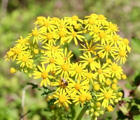 A close view of the bright yellow wildflowers in the forest.
