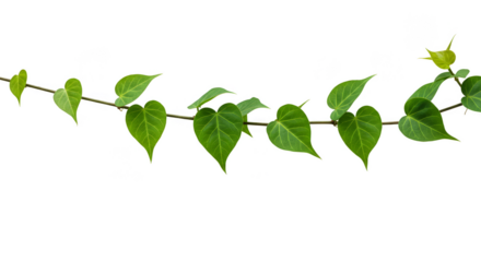 Isolated Green Leaves Vine Plant Transparent Background Illustration