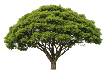 Isolated Green Tree Full of Foliage with Transparent Background Illustration