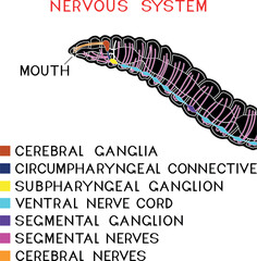Scheme of nervous system of earthworm for biology lesson