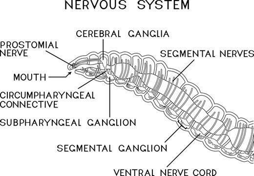Coloring page with scheme of nervous system of earthworm for biology lesson