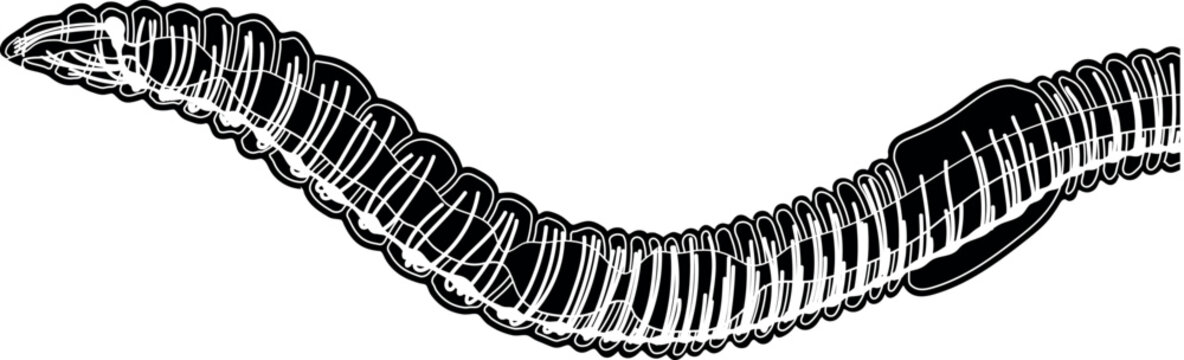 Scheme of nervous system of earthworm for biology lesson