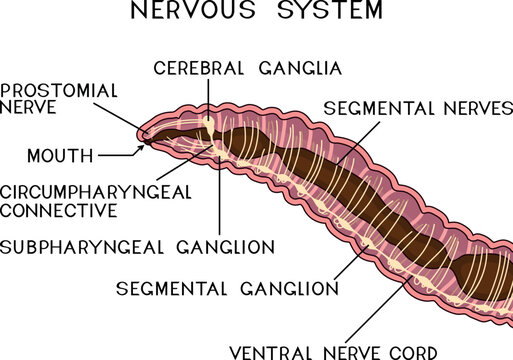 Scheme of nervous system of earthworm for biology lesson