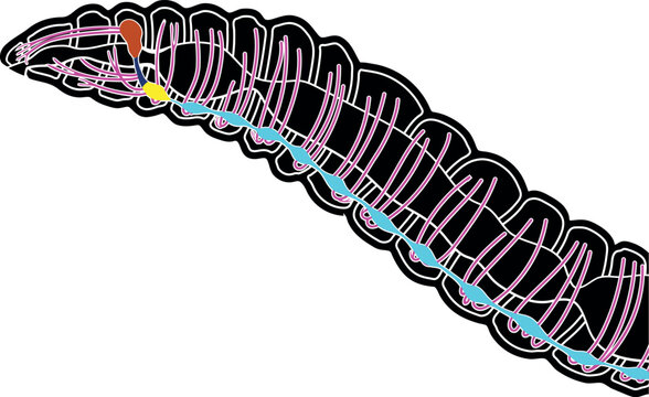 Scheme of nervous system of earthworm for biology lesson