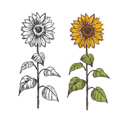 Sketch of sunflower. Hand drawn outline converted to vector.