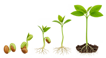 Isolated Close Up Plant Life Cycle Growth Stages Transparent Background