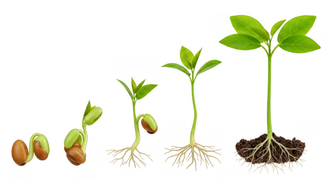 Isolated Close Up Plant Life Cycle Growth Stages Transparent Background