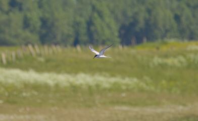 Common Tern in flight, Common Tern flying over fields, meadows and fields, trees in the background, idyllic field landscape, Sterna hirundo
